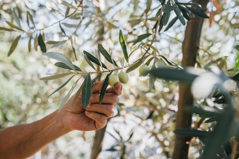 Contact About Olive Tree Trimming