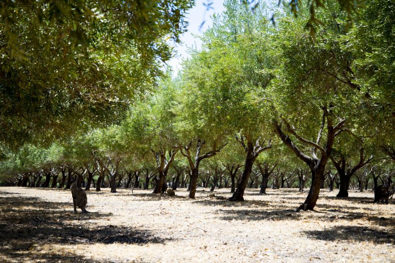 Olive Tree Trimming