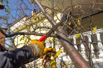 Birch Tree Pruning in Aiken, SC