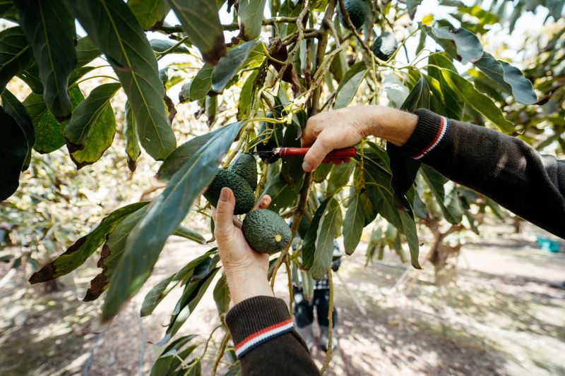 Olive Tree Trimming