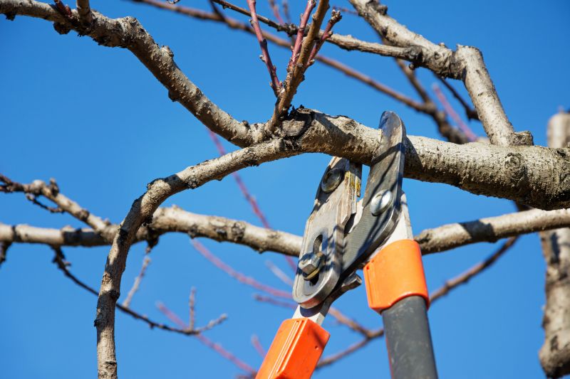 Olive Tree Trimming Costs — Cost of Olive Tree Trimming