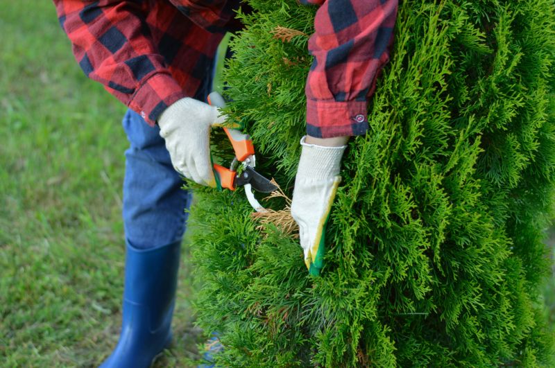 Olive Tree Trimming Costs — Cost of Olive Tree Trimming
