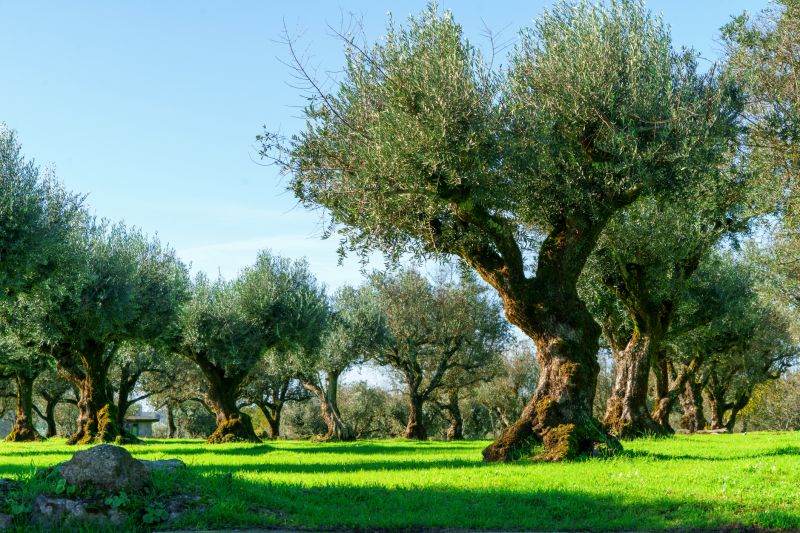 Olive Tree Trimming