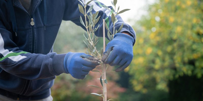 Olive Tree Trimming