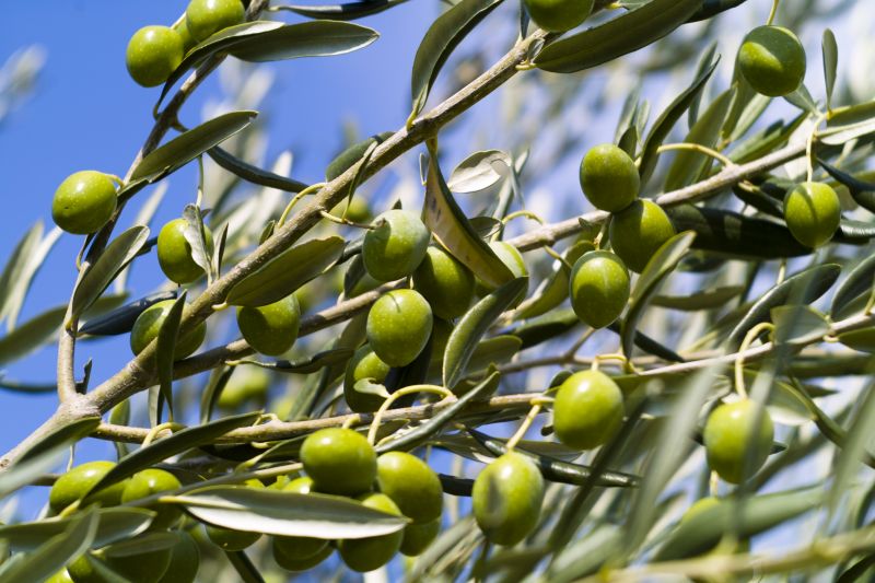 Proper trimming can help boost olive production