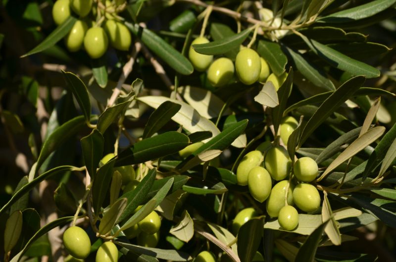 Trimming eliminates infected or damaged branches